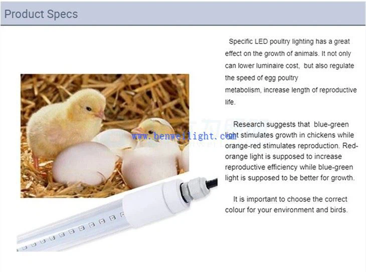 Siipikarjan lamppu Chicken Coopille